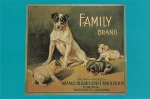 Postal publicitaria Madre Perro con Cachorros Marca Familiar Naranja Vintage aprox. 1920 - Imagen 1 de 2