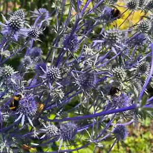 4 x Plug Plant Eryngium Planum Sea Holly Perennial Hardy Clumping - Picture 1 of 1