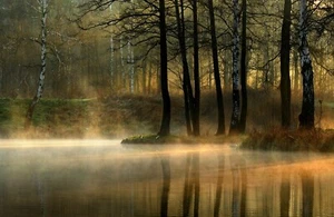 VLIES Fototapete-WALD-(7355ah) Natur Bäume Baum Blätter Pflanzen XXL Wandbild - Bild 1 von 1