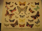 Schmetterlinge und Schädlinge 6 Stück Original Lithos,Chromlithographien um 1905