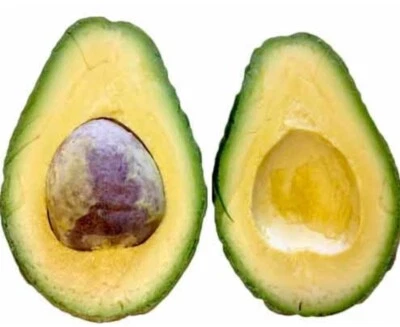 Árbol de aguacate injertado Utuado enano de 2-4 pies de alto. Enviamos a todos los estados. Fotos reales Foto 1 de 3