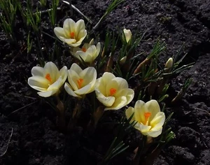 @ (◕‿◕)\\@ Crocus -  Krokus " Cream Beauty "  Mehrjährig Liefertermin - Bild 1 von 1