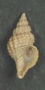 TROPHON MURICATA 10.31mm BEAUTIFUL RARE SPECIMEN off Majorca Island, Spain - Picture 1 of 2