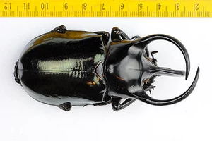 FREAK BEETLE - Chalcosoma caucasus with STRANGE HORN - Malaysia - 5706 - Picture 1 of 1