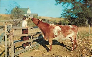 Saludos desde Baldwin Wisconsin WI pm 1975 mujer alimentando vaca postal - Imagen 1 de 2