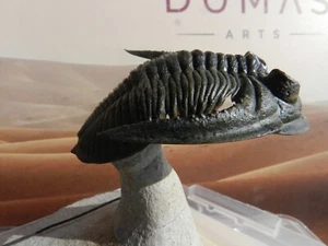 Zilchovaspis rugosa Trilobite Volador Devónico Marruecos - Imagen 1 de 8