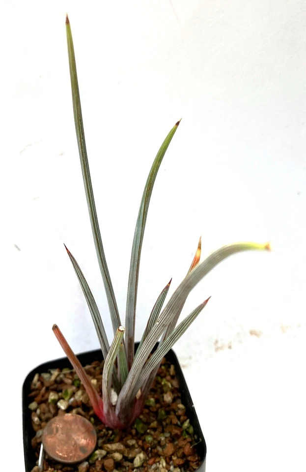 Planta suculenta - Agave estricta Rubra Foto 1 de 1