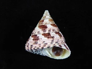 Sea Shell Tectus cono 48 mm ID#8895 - Imagen 1 de 3