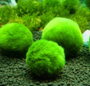 Offerta 5 in 1 mix piante hydrocotyle, marimo, leucocephala, rotala, lemna - Foto 1 di 6