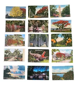 Konvolut 36 alte Postkarten 40er-50er Jahre: Florida Landschaften Pflanzen Tiere - Bild 1 von 6
