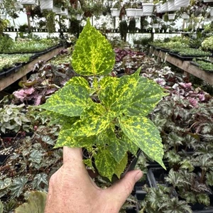 SALVIA ‘DANCING FLAME’! VARIEGATED RED SALVIA! - Picture 1 of 2
