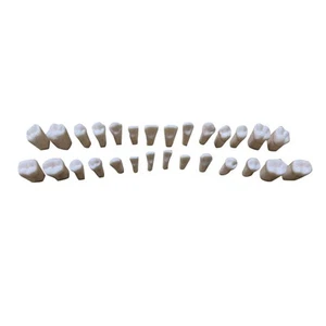 Zahnmodell Zahnmodell Mensch Dental Lehre Dentalmodell Voll Permanent3476 - Bild 1 von 6