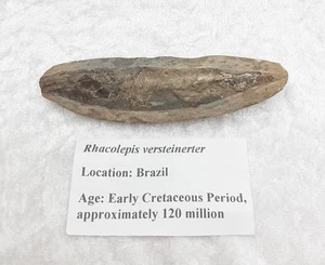 Rare RhacolepisFossil Fish From Brazil, Approx. 120 Million Yrs - Picture 1 of 11