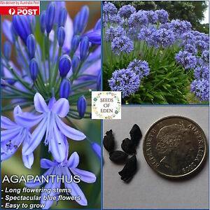 10 AGAPANTHUS 'BLUE AUSTRALIAN' SEEDS(Agapanthus praecox orientalis)