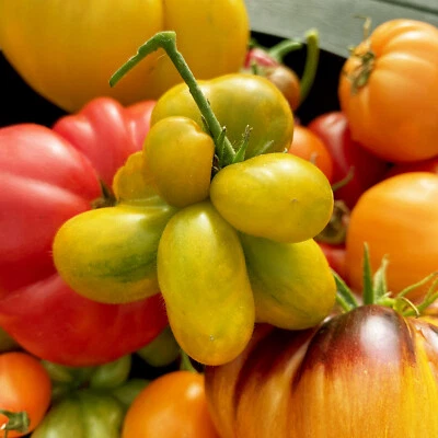 NEU REISETOMATE PHIL´S TWO Tomatensamen 10 Samen sehr süß samenfest robust - Bild 1 von 3