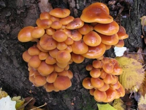 Seeds Honey Mushroom Winter Mycelium Spawn Dried Spores Organic - Picture 1 of 12