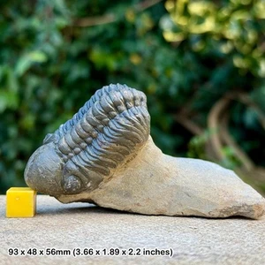 Reedops Trilobit Fossil | Devon Jbel Mrakib Marokko | Original Exemplar + COA - Bild 1 von 2