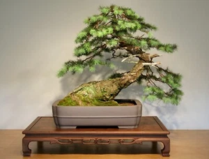 SEMILLA - Semillas de hoja perenne de abeto Douglas para paisaje alto y recto o bonsái - Imagen 1 de 3