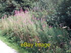 Photo 6X4 Rose Bay Willow Herb Rosenannon Downs By The Roadside Near The  C2006