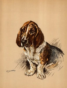 Vintage Basset Hound Druck Wandbild Dekor 1938 K Barker Illustration 6314d - Bild 1 von 1