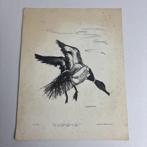 Vintage Ernest Abernathy Sketch Duck Wildlife 11x14 Paper Numbered Personalized - Picture 1 of 7