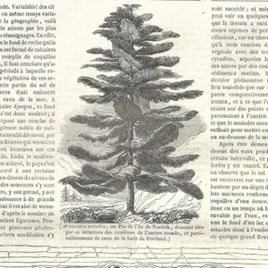 Versteinerter Wald von Portland - - Presseartikel 1844 - Bild 1 von 3
