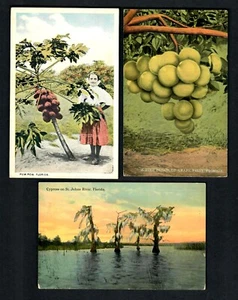 #784b (3) piezas Cipreses de Florida, ramo de pomelo, pow pow niña - Imagen 1 de 2