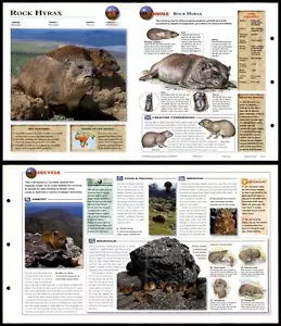 Rock Hyrax #56 Mammals - Wildlife Explorer Fold-Out Card - Picture 1 of 1
