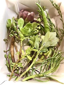 Large Colorful & Rare Cutting Mix 6-12+" | Organic Live Succulent Plant - Picture 1 of 5