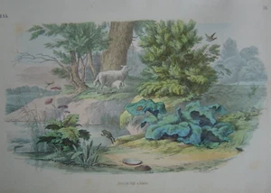 Gravur Landschaft Natur Teich Schaf Frosch Schnecke Fisch Libelle - Bild 1 von 1