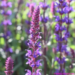 Salvia nemorosa Caradonna Green Foliage Well Drained Frost Hardy Purple Flower - Picture 1 of 6