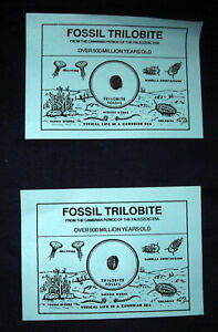 Fossilized Trilobite- Arthropod- Cambrian Period -Educational Sample Display X2