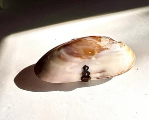 Antike viktorianische Perlmutt Muschel Handtasche mit rotem Akkordeon innen 1870 4+" - Bild 1 von 15