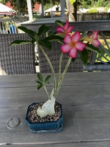 Desert Rose "Adenium Arabicum"  Pink And White - Picture 1 of 2