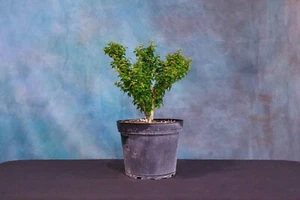 DWARF PARROT'S BEAK (Gmelina Philippensis) Pre-Bonsai Tree! Great for Shohin! - Picture 1 of 8