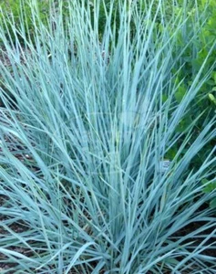 Strandroggen Leymus arenarius 'Blue Dune' im 1-Liter Container - Bild 1 von 4