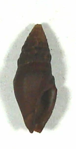 CRASSISPIRA KLUTHI 13.68mm BEAUTIFUL SPECIMEN Las Perlas Is, Pacific Panama - Picture 1 of 2