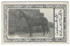 RPPC Beautiful Stallion Stud Compliments of William A. O'Donnell Horse Breeder