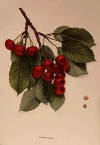 1915 CHERRIES of NEW YORK Hedrick - 1st ed/HB/371pp/56 Full-Page COLOR PLATES - Picture 1 of 6