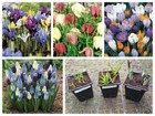 Spring Bulbs 'in The Green' X 3 Random Pots (9cm)