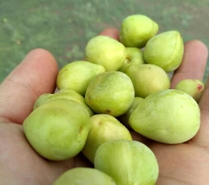 NATIVE KAKADU PLUM SEED-BUSH TUCKER-TERMINALIA-SUPERFOOD TREE SHRUB - Picture 1 of 5