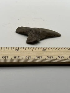 2” Angustiden Shark Tooth Fossil GA Coast V40 - Picture 1 of 5