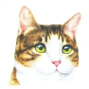 P842# 3 x Single Paper Napkins For Decoupage Green Eyed Tabby Cat Head Sheba  - Picture 1 of 3