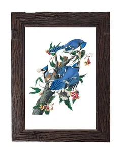 Vintage Blue Jay Bird Illustration Antique Audubon Home Decor 5x7 Wall Art Print - Picture 1 of 2