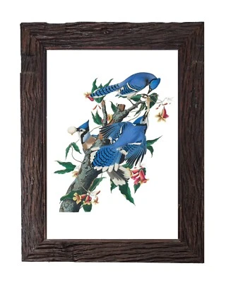 Vintage Blue Jay Bird Illustration Antique Audubon Home Decor 5x7 Wall Art Print - Image 1 of 2