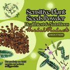 100% Organic MIMOSA PUDICA (Sensitive Plant) SEEDS Powder Pure Fresh Green Herb