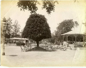 Indonésie Indonesia jardin public de SURABAYA arbre Wringen circa 1890, PHOTO - Picture 1 of 1