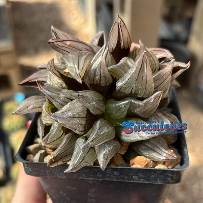 Ventanas transparentes Haworthia magnifica - Suculenta enraizada viva Foto 1 de 4