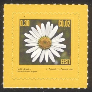 Estonia 2007 Ox-eye Daisy/Oxeye/Flowers/Nature/Plants 1v s/a (ee1092) - Picture 1 of 1