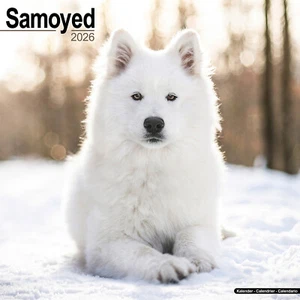 Samoyed 2026 Calendar | Dog Breed Gift Wall 15% OFF MULTI ORDERS - Picture 1 of 8